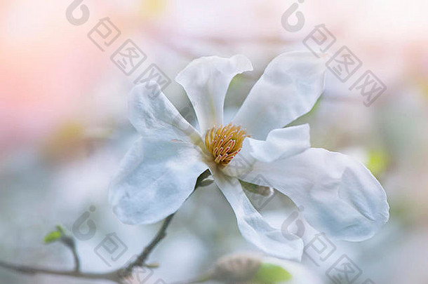 美丽的白色花木兰木兰维奇“哥伦布”