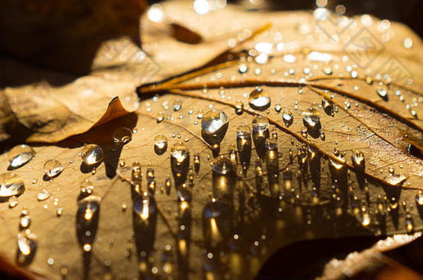下降秋天叶子水滴