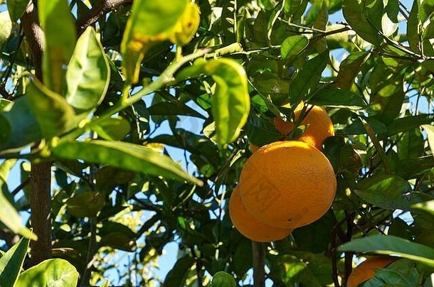 <strong>橙子树</strong>收获阿尔加夫葡萄牙
