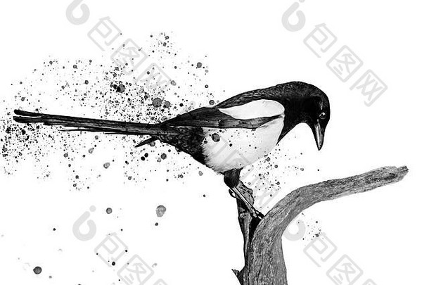 黑色的白色鸟喷雾油漆