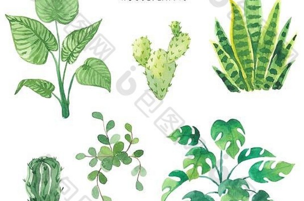集室内植物画水彩仙人掌热带植物新鲜的元素孤立的白色背景