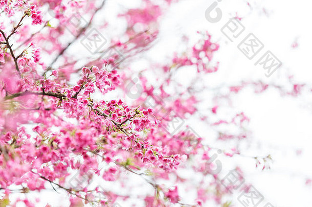 樱桃开花粉红色的春天开花背景复活节概念