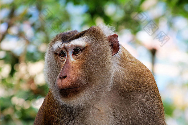 野生猴子脸丛林野生动物绿色背景泰兰德