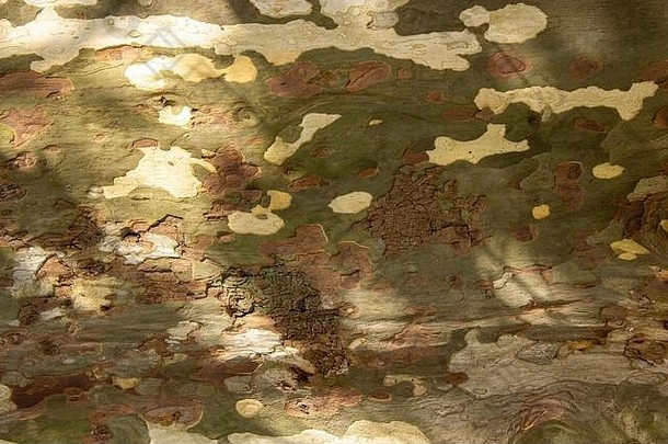 真正的树木纹理木背景棕色（的）绿色结构自然森林乡村照片