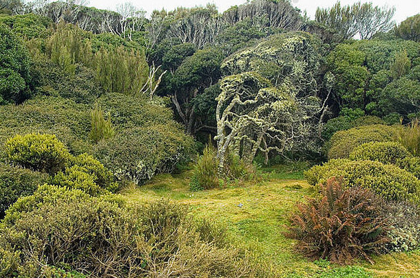 平森林奥克兰岛自然储备恩德比岛奥克兰岛屿新西兰亚南极的岛屿