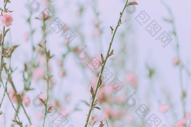 粉红色的樱桃花开花日本古董风格