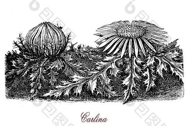 古董植物雕刻carlina金合欢开花可食用的植物高山地区至关重要的油Herbal医学