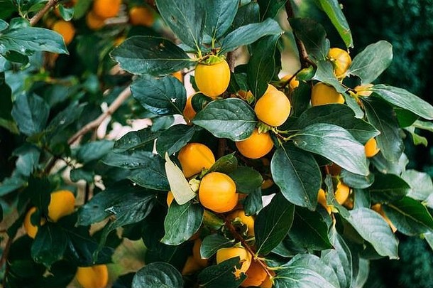 橙色黄色的成熟的柿子水果树分支机构