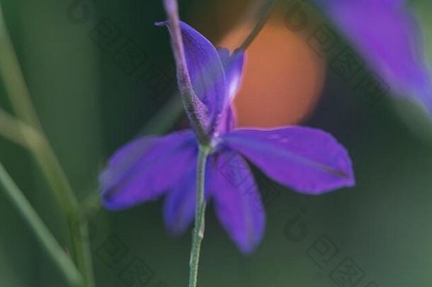 关闭精致的蓝色的紫色的彩色的蓝铃花绿色草春天特写镜头拍摄