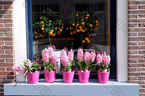 花粉红色的风信子橙色水果锅窗口窗台上街视图