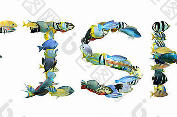 词鱼组成色彩斑斓的热带鱼孤立的白色背景