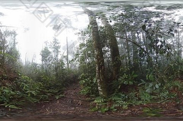 路径密集的绿色热带雨林树隐藏的雾照片
