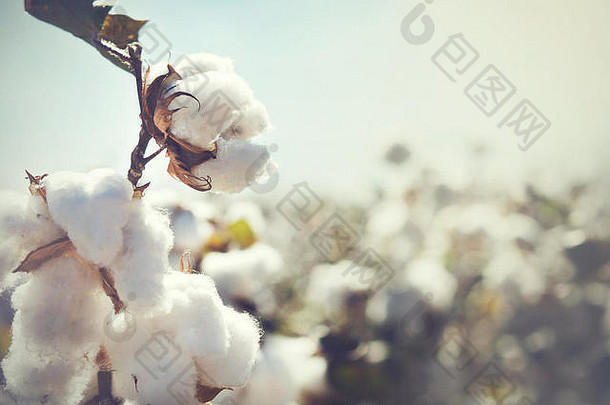 棉花作物景观复制空间区域