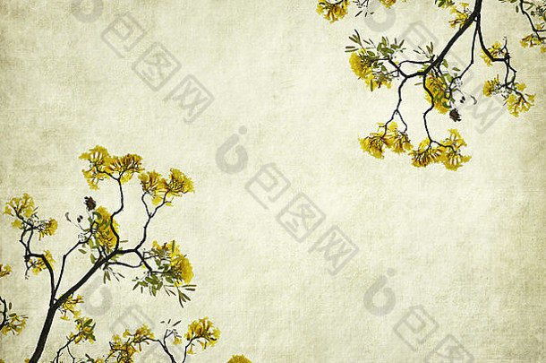 塔贝布亚金黄色葡萄球菌黄色的花开花春天纸背景