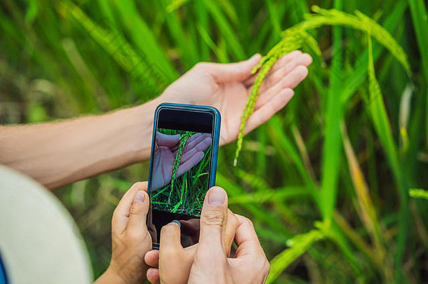 爸爸儿子识别植物应用程序智能手机增强现实