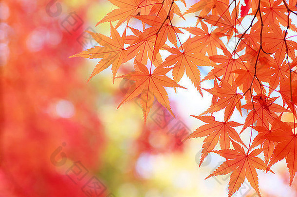 秋天叶子日本