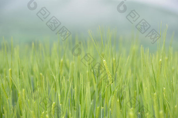绿色小麦场多雨的一天