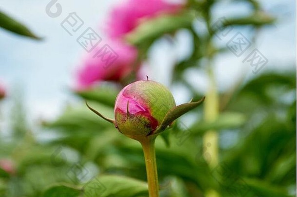 关闭味蕾花粉红色的牡丹布什花园芍药属花卉。