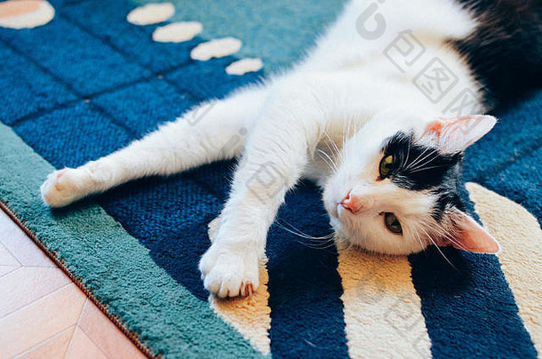 黑色的白色猫铺设回来地毯