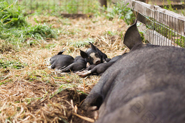伯克希尔哈撒韦公司播种小猪睡觉农场