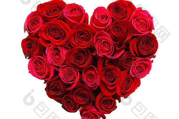 情人节一天心使红色的玫瑰孤立的白色背景