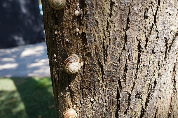 蜗牛坐着树阳光明媚的夏天一天