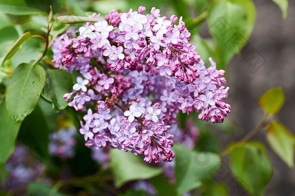 开花淡紫色春天时间一年淡紫色淡紫色花特写镜头花自然背景