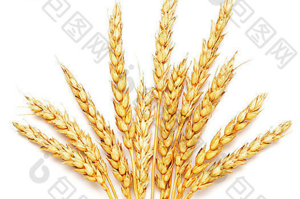金小麦孤立的白色背景