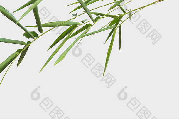 竹子孤立的灰色的背景剪裁路径