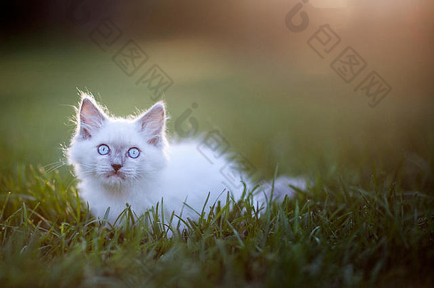灰色的布偶猫小猫蓝色的眼睛探索草