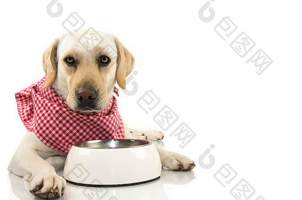 狗怀蒂唐吃拉布拉多寻回犬穿红色的网纹餐巾大手帕空碗孤立的拍摄白色使用工作室拍摄