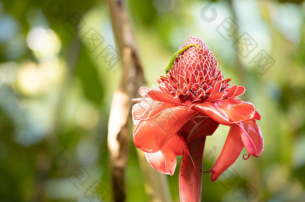 小绿色壁虎蜥蜴红色的火炬姜花热带夏威夷花园