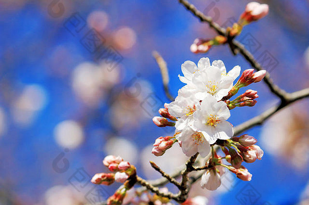樱桃花朵盛开的春天日本