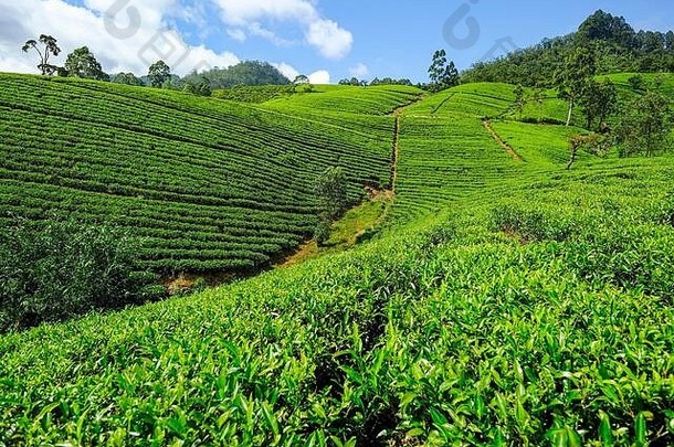 茶种植园斯里兰卡斯里兰卡