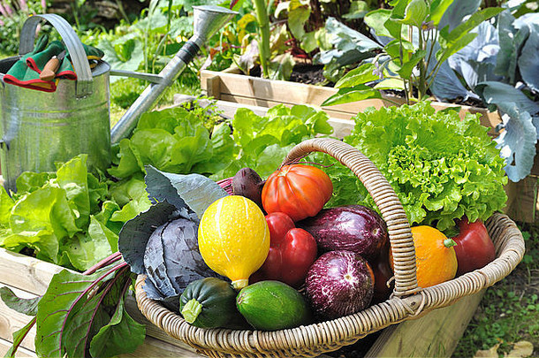 篮子新鲜的蔬菜蔬菜花园