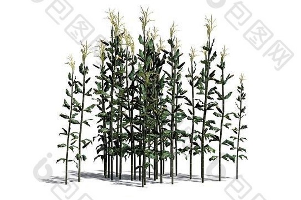 集团玉米植物孤立的白色背景