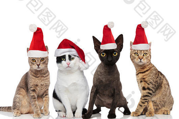可爱的集团圣诞老人猫品种坐着站白色背景