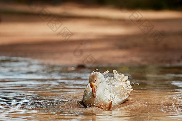 国内白色鹅幸福的洗澡池塘水滴溅