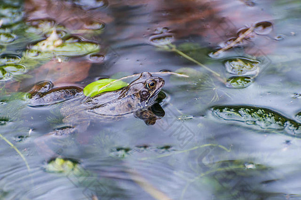 拍摄青蛙休息表面花园池塘