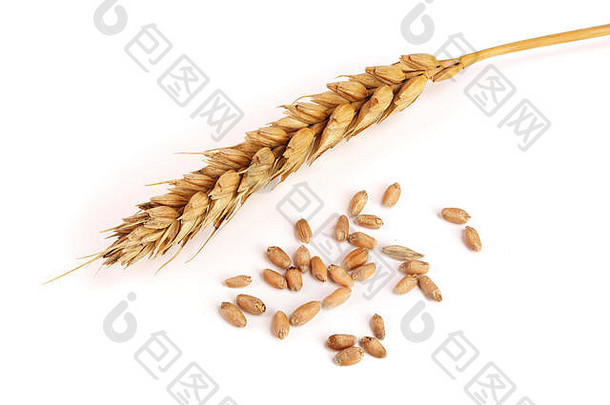 粮食耳朵小麦孤立的白色背景前视图