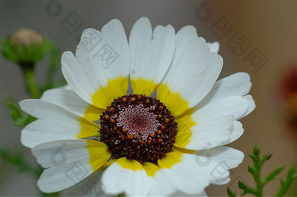菊花carinatum