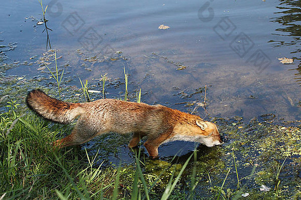 欧洲红色的狐狸提出了狩猎喝水嗅探小道