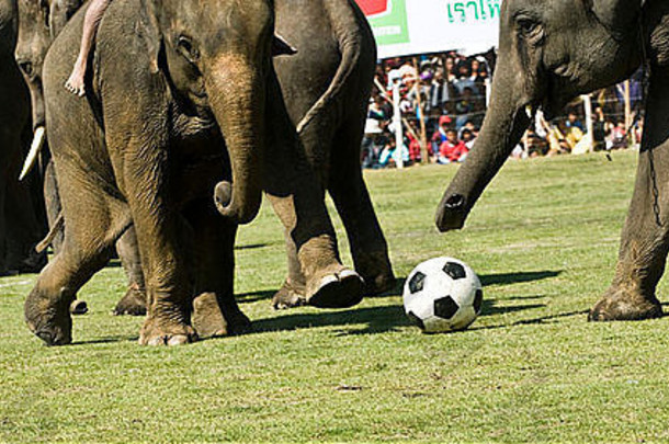 大象玩足球素林大象摘要