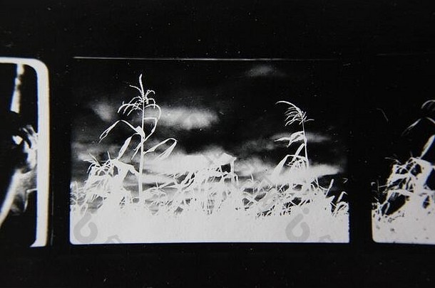 细古董联系打印黑色的白色极端的摄影野生植物日益增长的字段