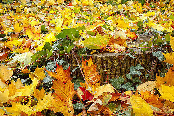 秋天橙色红色的绿色叶子树桩