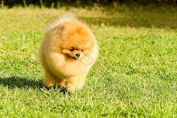 小年轻的美丽的毛茸茸的橙色波美拉尼亚的小狗狗走草砰的一声狗被认为是玩具分类