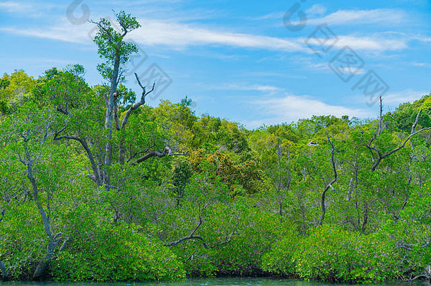 红树林树水域边缘明亮的绿色郁郁葱葱的增长