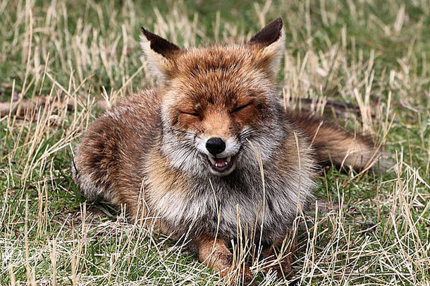特写镜头详细的肖像野生红色的狐狸狐狐
