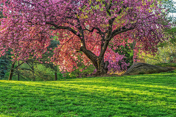 中央公园曼哈顿纽约城市春天