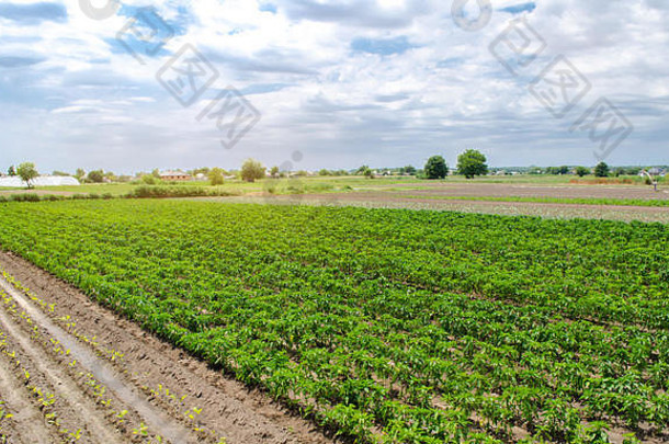 农业土地农业种植园年轻的胡椒农场阳光明媚的一天日益增长的有机蔬菜环保产品农业业务